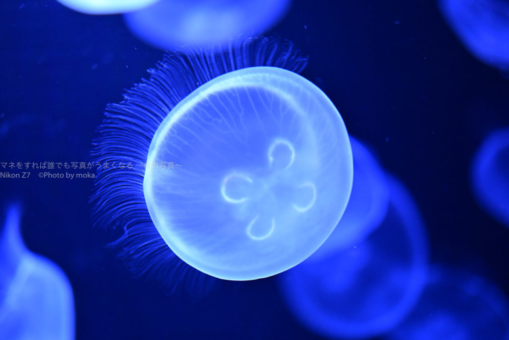 ［６］Nikon Z7を使って水族館のクラゲを撮ってみた！！