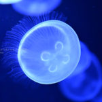 ［６］Nikon Z7を使って水族館のクラゲを撮ってみた！！