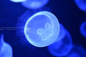 ［６］Nikon Z7を使って水族館のクラゲを撮ってみた！！
