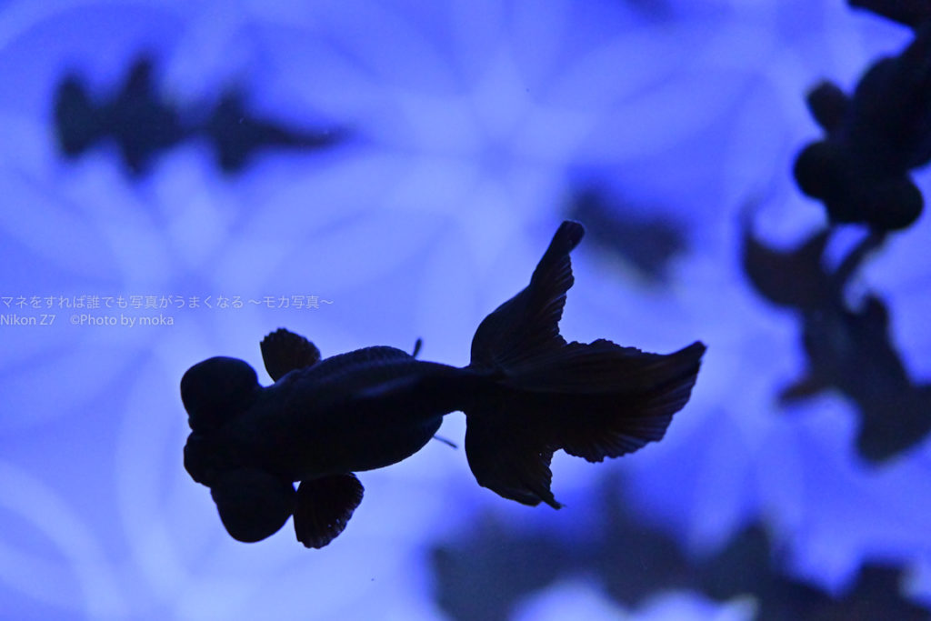 ［６］真っ黒な出目金を撮ってみよう！