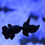 ［６］真っ黒な出目金を撮ってみよう！