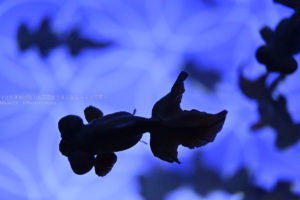 ［６］真っ黒な出目金を撮ってみよう！