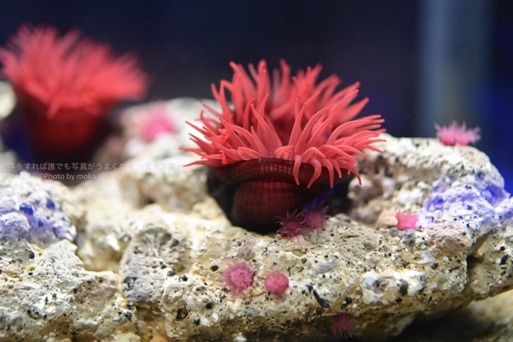 ［６］軟体動物のクラゲとイソギンチャク