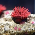 ［６］軟体動物のクラゲとイソギンチャク