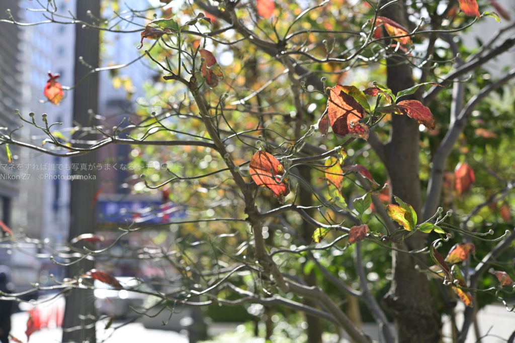 ［６］季節が進む銀座の街でスナップ撮影