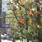 ［６］季節が進む銀座の街でスナップ撮影