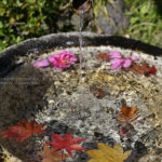 ［６］Nikon Z7で撮った落ち葉の美しさ