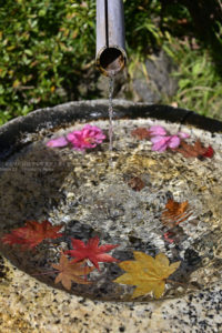 ［６］Nikon Z7で撮った落ち葉の美しさ