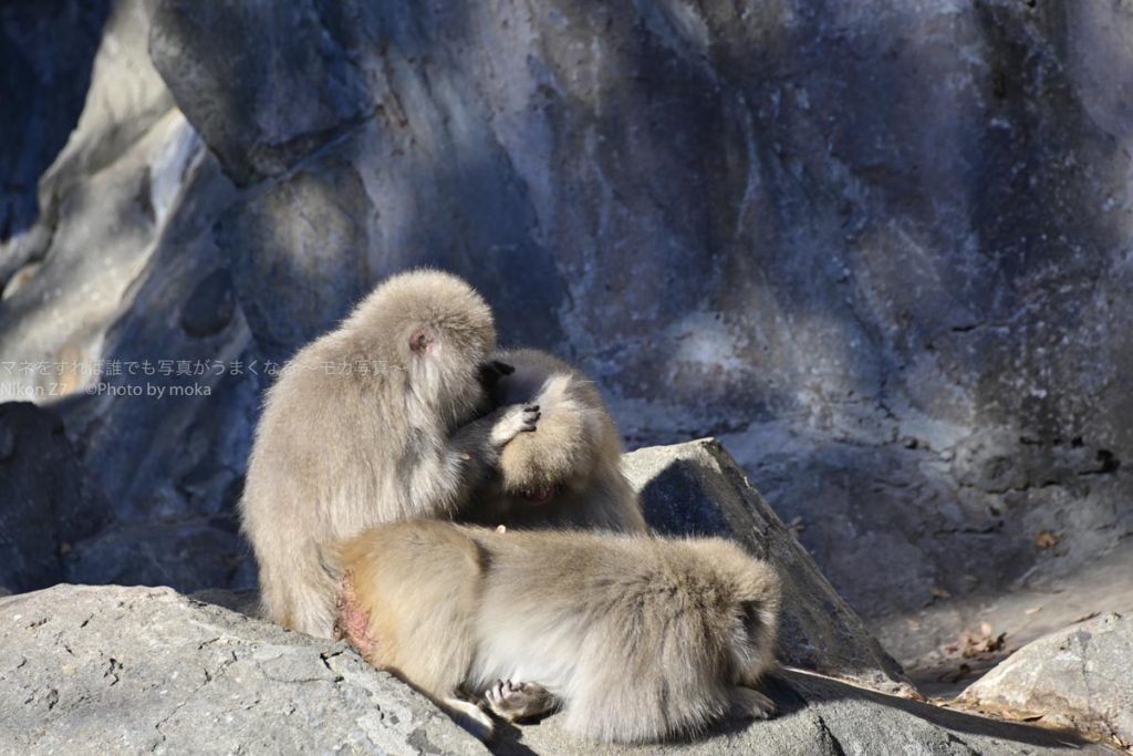 ［６］１２月のサル山は、寒さが厳しい・・