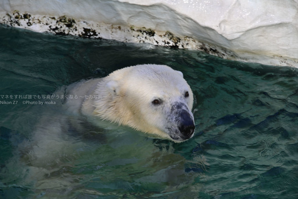 ［６］ホッキョクグマにとっては１２月の寒さも関係なし！