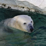 ［６］ホッキョクグマにとっては１２月の寒さも関係なし！