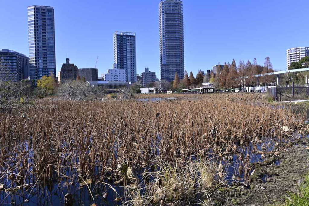 ［６］冬の上野公園をミラーレス一眼のZ7を持ってスナップ撮影