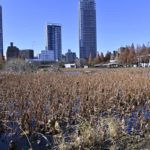 ［６］冬の上野公園をミラーレス一眼のZ7を持ってスナップ撮影