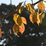 ［６］冷たい北風に揺れる枯れ葉