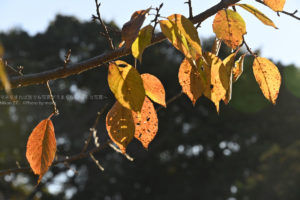 ［６］冷たい北風に揺れる枯れ葉
