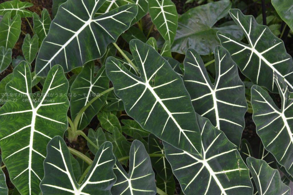 ［６］木の葉は自然が作り出した芸術！？