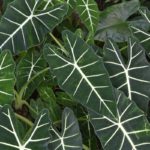 ［６］木の葉は自然が作り出した芸術！？