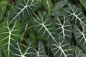 ［６］木の葉は自然が作り出した芸術！？