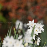 ［６］新宿御苑に咲く、真冬の風物詩の水仙「ペーパーホワイト」