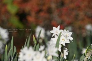 ［６］新宿御苑に咲く、真冬の風物詩の水仙「ペーパーホワイト」