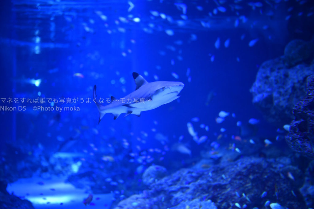 ［６］２０１９年の目標は「自分らしさを作る！！」