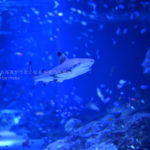 ［６］２０１９年の目標は「自分らしさを作る！！」