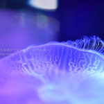 ［６］クラゲ撮影はマニュアルでピント合わせ！！