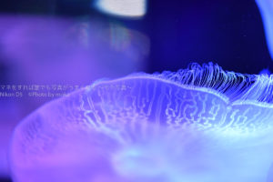 ［６］クラゲ撮影はマニュアルでピント合わせ！！