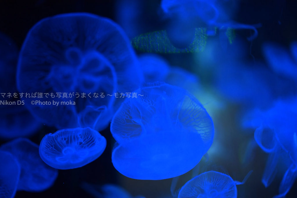 ［６］クラゲ写真を青色で統一！！