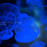 ［６］クラゲ写真を青色で統一！！