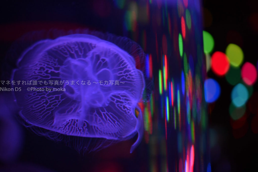 ［６］自分らしく完成でクラゲの写真を撮る！！