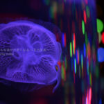 ［６］自分らしく完成でクラゲの写真を撮る！！