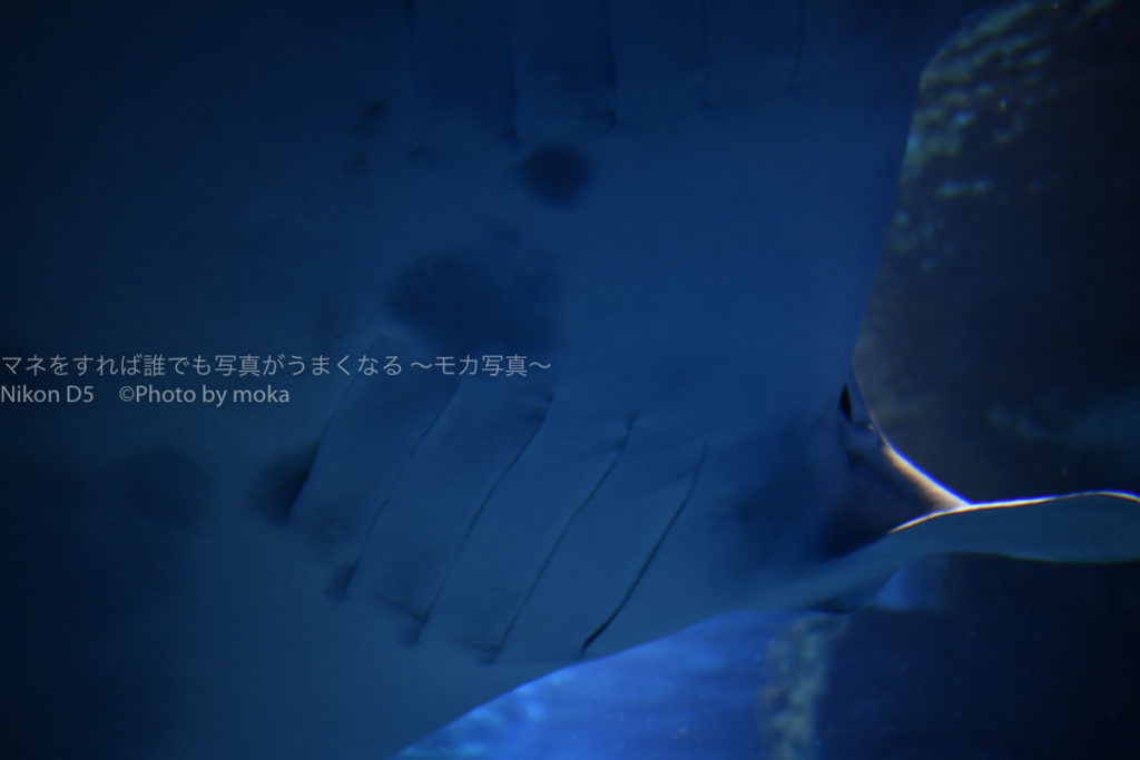 ［６］大水槽を泳ぐエイの姿は、まるでエイリアン！！