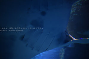 ［６］大水槽を泳ぐエイの姿は、まるでエイリアン！！