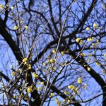 ［６］１月になって蝋梅が咲き始めたこの頃・・