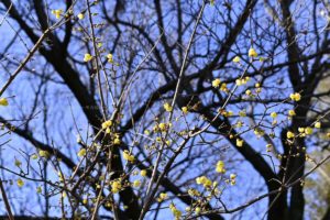 ［６］１月になって蝋梅が咲き始めたこの頃・・