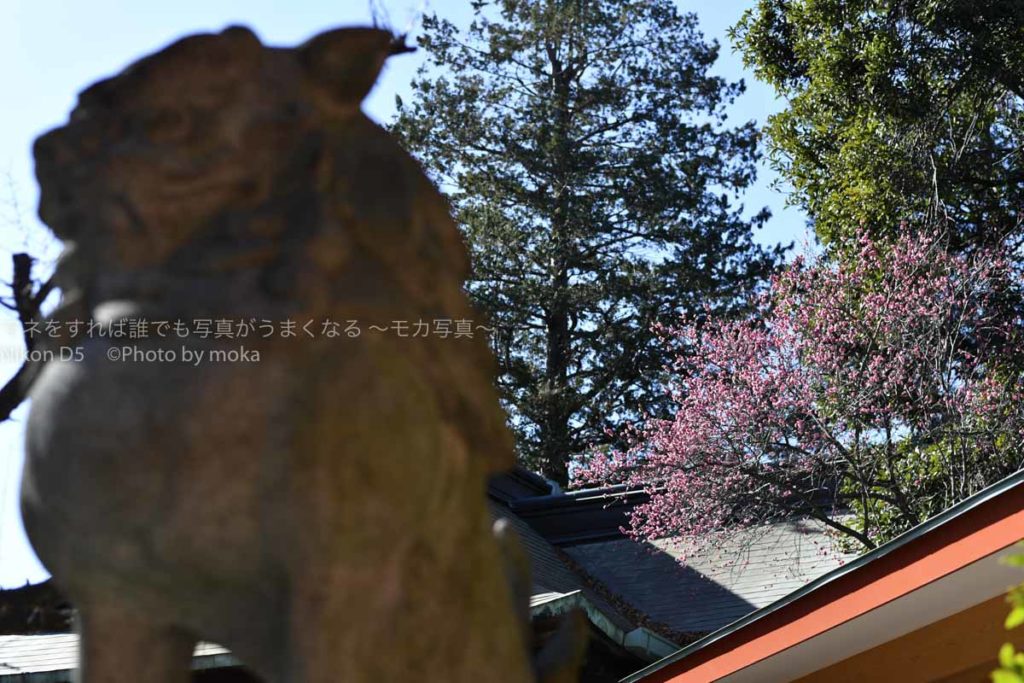 ［６］梅が咲き始めた１月、今年は早めかな！？