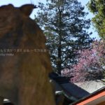 ［６］梅が咲き始めた１月、今年は早めかな！？