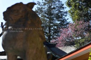 ［６］梅が咲き始めた１月、今年は早めかな！？