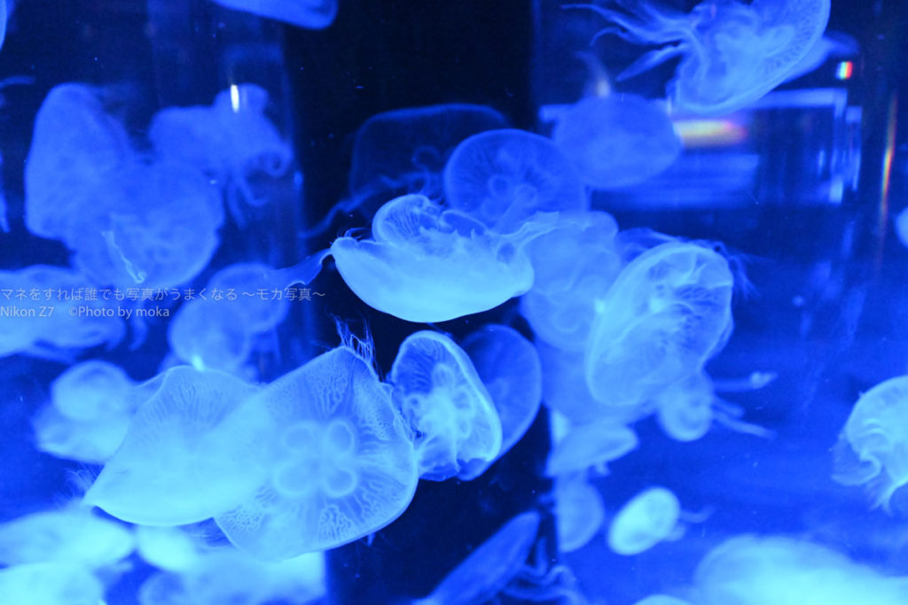 ［６］maxellアクアパーク品川を広角レンズで楽しむ