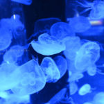 ［６］maxellアクアパーク品川を広角レンズで楽しむ