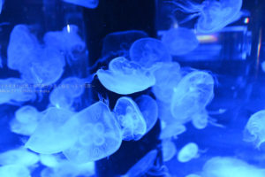 ［６］maxellアクアパーク品川を広角レンズで楽しむ