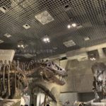 ［６］ティラノサウルス対トリケラトプスを撮る！！