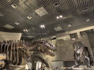 ［６］ティラノサウルス対トリケラトプスを撮る！！