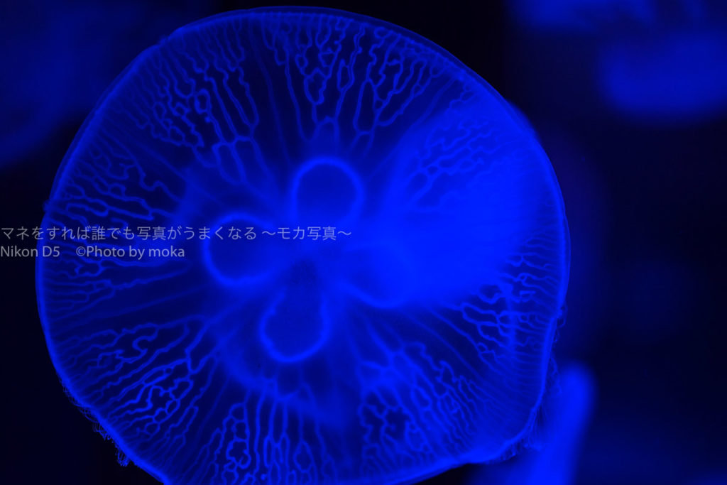 ［６］青色に染められたミズクラゲの姿