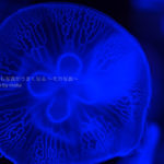 ［６］青色に染められたミズクラゲの姿