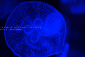 ［６］青色に染められたミズクラゲの姿