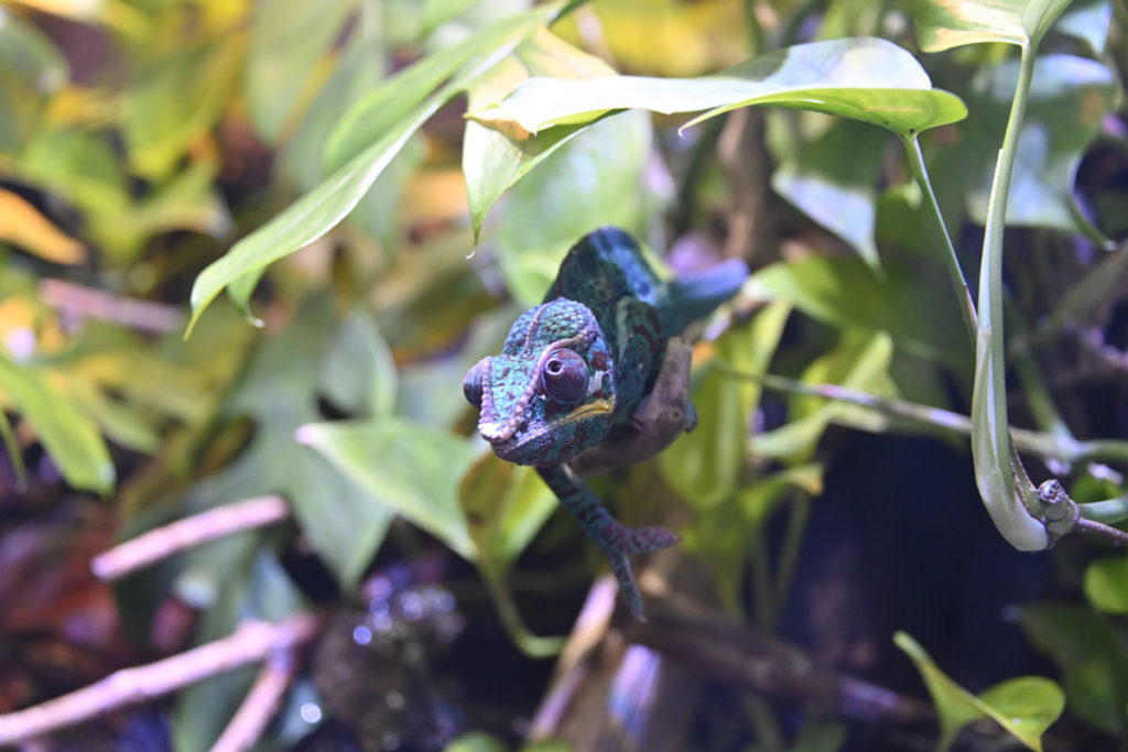 ［６］青いカメレオン