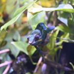 ［６］青いカメレオン