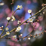 ［６］２月に入って咲き始めた梅の花！！